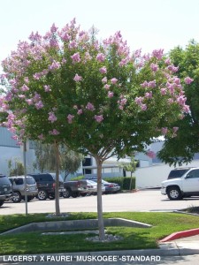 Lagerstroemia indica x fauriei 'Muskogee' - standard